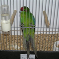 20071124-phe-vogeltentoonstelling 014